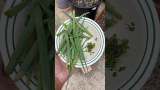 Bountiful Harvest to Get Me Through The Winter 🥶 youtubeshorts short gardening [upl. by Shelagh413]