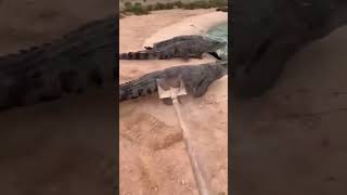 chasing alligators with shovel [upl. by Narik]