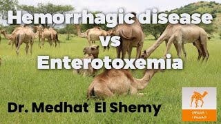 How to differentiate between Hemorrhagic disease and Enterotoxemia in Camel [upl. by Aehsa]