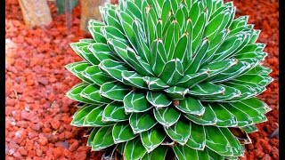 15 Gorgeous Agave Plants [upl. by Joycelin]