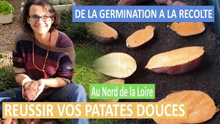 Comment réussir ses PATATES DOUCES au potager [upl. by Primaveria654]