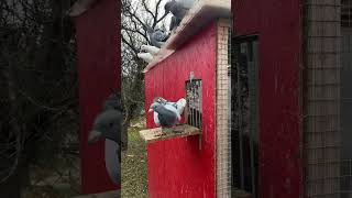 Young pigeons and doves🕊️dove birds pigeonlover kabutar [upl. by Mona]