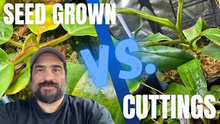 Nepenthes Seed Grown or Cuttings The Ultimate Comparison [upl. by Cammie]