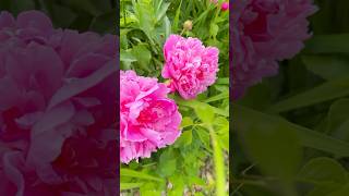 FLORES DE PEONIA 🌺HERMOSA NATURALEZApeony flowers gardening primaveraverano [upl. by Asirral]