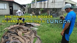 Ang inakalang sa bodega sa pansol pala nag si lungga  zuma haring ahas [upl. by Hansel]