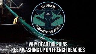 Why Dead Dolphins Keep Washing Up on French Beaches [upl. by Uamak136]