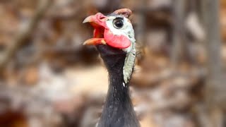 Guinea fowl call sounds  Bird [upl. by Llehsad720]