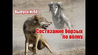 Состязание борзых по волку  Выпуск №94 UKR [upl. by Silletram]