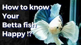 10 Signs of Happy Betta fish [upl. by Ireg]