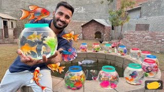 Cute Colour Full Fishes K Bht Sary Bowls Le Aiy ytstudi dailyvlogs [upl. by Joellen771]