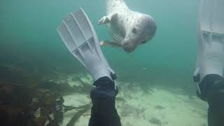 Diving with Seals  Farne Islands [upl. by Hortensa62]