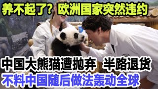 养不起了？欧洲国家突然违约！中国大熊猫遭抛弃，半路退货！不料中国随后做法轰动全球！ [upl. by Nitsruk]