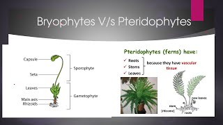 difference between bryophytes and pteridophytes [upl. by Muffin875]