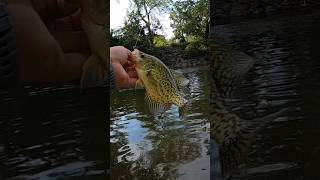 Crappie fishing Trout magnet Shimano Nexave  St Croix Triumph [upl. by Lach]