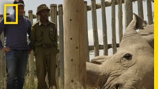 The Last Northern White Rhinos  Years of Living Dangerously [upl. by Hubbard865]