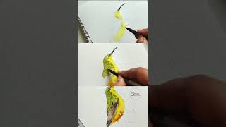 Olive Backed sunbird in watercolors watercolorpainting [upl. by Camel204]