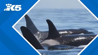 Endangered Southern Resident orcas return to Puget Sound [upl. by Ahsietal]