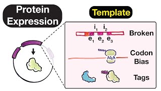 Protein Expression Vectors  Template Codon Bias Affinity Tags and Epitopes Part 2 [upl. by Belsky]