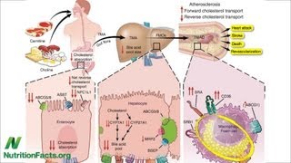 Carnitine Choline Cancer and Cholesterol The TMAO Connection [upl. by Warchaw599]