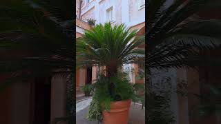 Il Chiostro di SSCosma e Domiano Roma rome romeitaly holliday history short shortvideo walk [upl. by Yelnik]