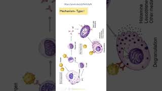 Shorts Type I Hypersensitivity GPDr GSS SRM MCH RC [upl. by Aiynat]