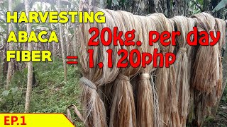 Harvesting ABACA Fiber in the philippines [upl. by Hermy]