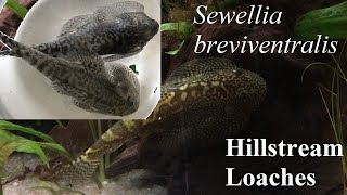 Sewellia breviventralis Hillstream Loach  Aquarium Care [upl. by Aina223]