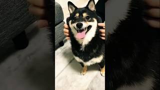 cutedogTom and jerry funny scenes 🤣shortsfunnycatdogcuteanimalsanimalsdoglovercomedycute [upl. by Asaph]