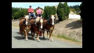 Belgian Draft Horse Hitch at Anacortes Antique Engines and Machinery Show [upl. by Cummine115]