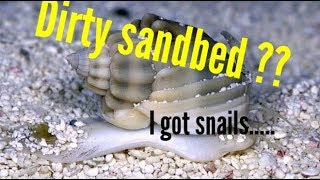 Dirty sand bed Snails and the Reef tank [upl. by Aihsitan589]