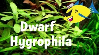 Dwarf Hygrophila Hygrophila polysperma Aquarium Plant [upl. by Allmon]