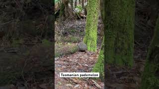 Bumped into Tasmanian Pademelon at MtField national park [upl. by Yumuk]