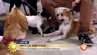 Morgonsoffan invaderas av valpar  Nyhetsmorgon TV4 [upl. by Keraj357]