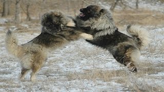 Caucasian Shepherd Dog vs Wolf Documentary in HD [upl. by Neyugn439]