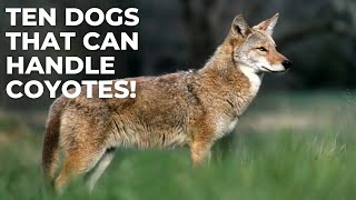 TEN BREEDS BEST EQUIPPED TO HANDLE COYOTES [upl. by Erhart]