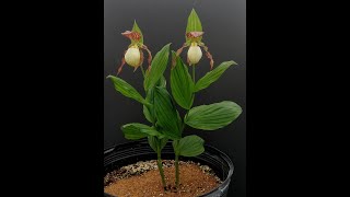 Potting a Cypripedium in a container [upl. by Pantin]