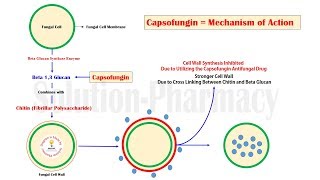 Caspofungin Introduction and Mechanism of Action  Antifungal Medicines  Caspofungin Pharmacology [upl. by Sherwin]