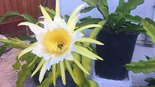 hylocereus undatus flower vs bee pollen [upl. by Oirretno]