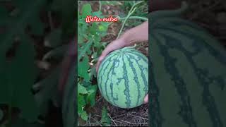 Water melon harvest farmfresh fruit farming agriculture nature melon shorts [upl. by Anaul894]