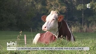 ANIMAUX  La Montbéliarde une vache laitière par excellence [upl. by Riannon]