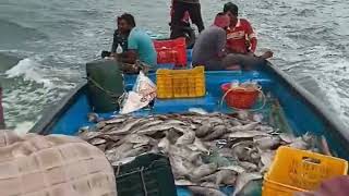 Real fishermans life in sea ⛵⛵⛵⛵😔😔😔😔🥹🥹🥹🥹🥹 [upl. by Marabelle752]