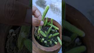 Propagating Peanut Cactus Made Easyshorts peanut plants [upl. by Annocahs922]