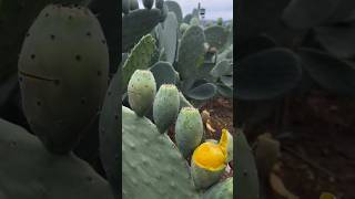 Edible cactus The flower can be used to make tea viral fruitgarden fruitplants farming carving [upl. by Heigl]