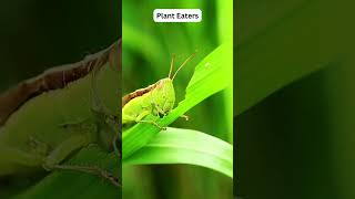 Amazing Facts About Grasshoppers You Didnt Know [upl. by Hako]