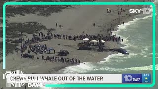 Crews pull 44foot beached whale out of water in Venice Florida [upl. by Odraboel]