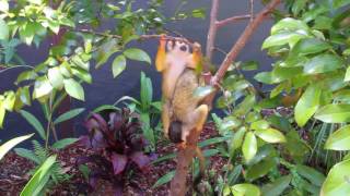 Swing Into The New Squirrel Monkey Jungle Walk [upl. by Connel411]