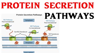 Protein secretion pathway  protein secretion in cell [upl. by Eiramnerual721]