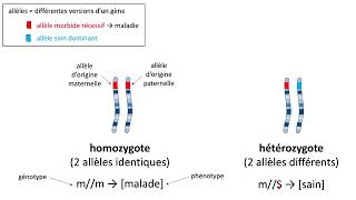 Comment démontrer quune maladie héréditaire se transmet de manière récessive [upl. by Naujtna]