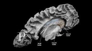 Introducción a la Neuroanatomía [upl. by Otrebliw]