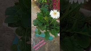 Gerbera plant care tips gardening youtubeshorts terracegarden trending plants [upl. by Musser]